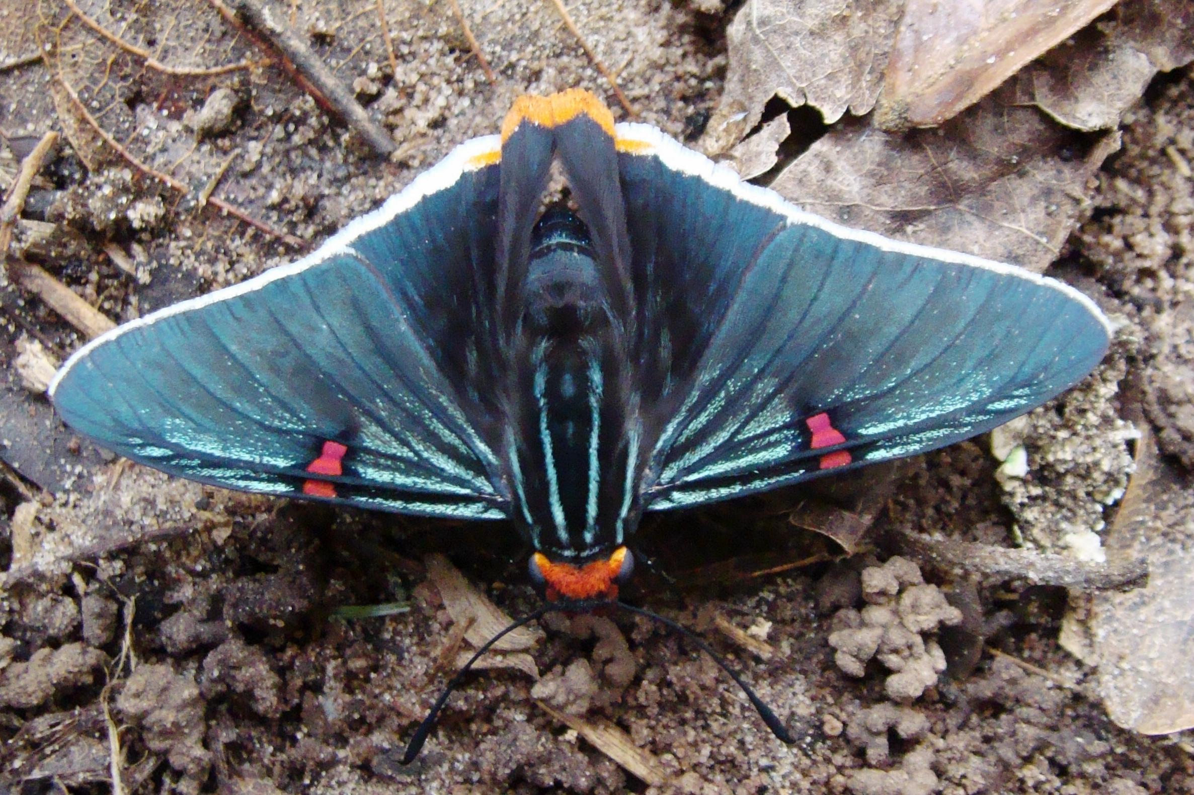 FIGURE 8c FIGURE 8c